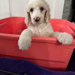 Boy 2 - Cream male Poodle puppy in Houston, Texas from McEnery Standard Poodles