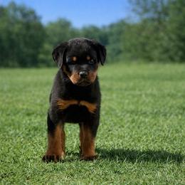 Rottweiler Puppies from Vom Haus Fantasy Rottweiler Kennel