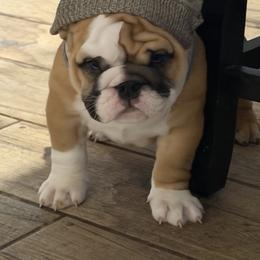 Bulldogs and Pugs from Tenpennypups