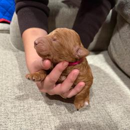 Pink - Apricot female Goldendoodle puppy in Bakersfield, California from Lavish Doodles