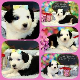 Porsche - Black tri female Toy Australian Shepherd puppy in Levelland, Texas from Once Upon a Time Aussies