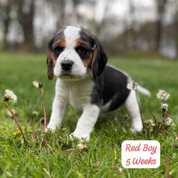 Red Boy - Black white and tan male Beagle puppy in Grantsville, Maryland from Fable & Fern Beagles