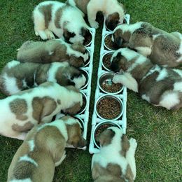 Saint Bernard Puppies from Still River Saints