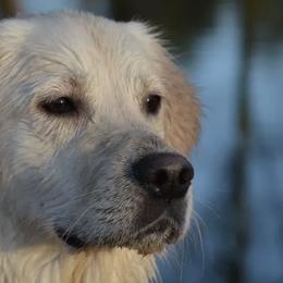 Cotons de Tulear and Golden Retrievers from Four Lochs LLC