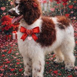 River - Poodle