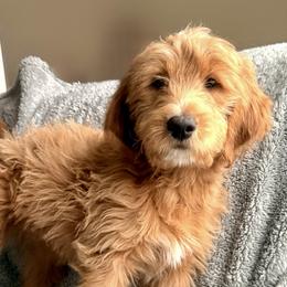 Girl 6 - female Goldendoodle puppy in Ball Ground, Georgia from Skye Blue Goldendoodles