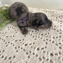 Cockapoo and Dachshund Puppies from Cochran's Cockapoo's