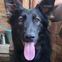 Pyra - Sable female German Shepherd puppy in Lincoln, Nebraska from Nebraska K9