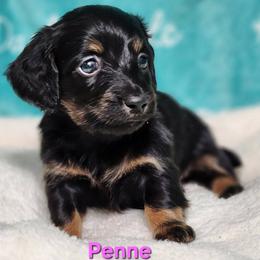 Penne - Black and tan female Dachshund puppy in Mount Sherman, Kentucky from Kaleidoscope Dachshunds and Whippets