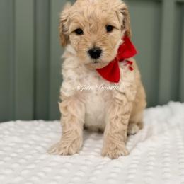 Red collar RALPHIE - Apricot male Goldendoodle puppy in Salem, Utah from Aspen Doodles