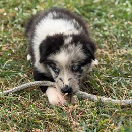 Hyacinth (BMF2) - Blue merle female Australian Shepherd puppy in Hubbard, Texas from Poston Paddock Aussies LLC