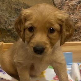 White - Golden Retriever puppy in Cheyenne, Wyoming from Flying Gold Kennel
