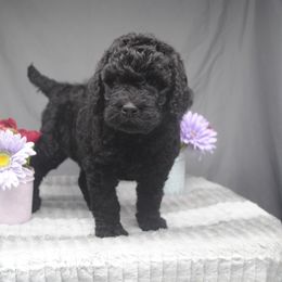Goldendoodle Puppies from Obsidian Creek Doodles LLC