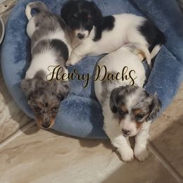 Dachshund Puppies from FleuryDachs