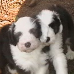 Old English Sheepdogs from Blue Panda reg.