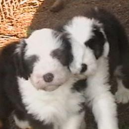 Old English Sheepdogs from Blue Panda reg.