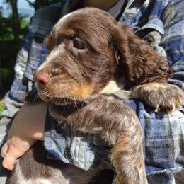 Burgundy- Embark Health Tested - Tri-Roan female English Springer Spaniel puppy in South Williamsport, Pennsylvania from Hoppin Honey Homestead