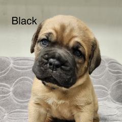 Female 1 - Mahogany female Dogue de Bordeaux puppy in Mazomanie, Wisconsin from Blue Horizons Bordeaux