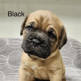 Female 1 - Mahogany female Dogue de Bordeaux puppy in Mazomanie, Wisconsin from Blue Horizons Bordeaux