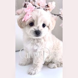 Strawberry Shortcake - Cream female Maltipoo puppy in Spring, Texas from GlamPaw Maltipoos