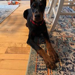 Doberman Pinscher Puppies from JM Dobermans