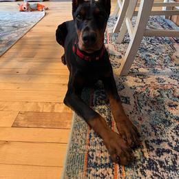 Doberman Pinscher Puppies from JM Dobermans