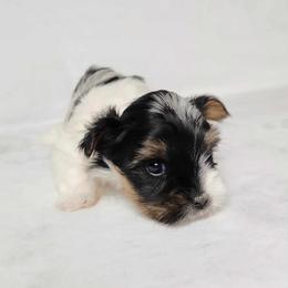 Austin - Black tan and white male Biewer Terrier puppy in Cartersville, Georgia from Alpha Tiny Paws
