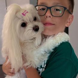 Maltese and Maltipoos from Iuliia Savisheva