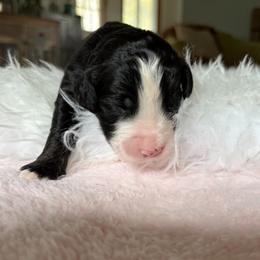 Martha - female Aussiedoodle puppy in Rochester, Massachusetts from Harmony Hill Doodles