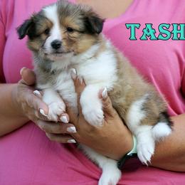 Tasha - sable and white female - Sable and white female Shetland Sheepdog puppy in Frazeysburg, Ohio from Mountain High Kennels