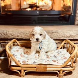 George Harrison - Parti male Poodle puppy in Dunn, North Carolina from Sandy Creek Kennels