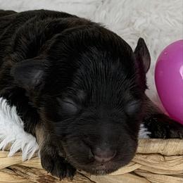 Poppy - Liver female Miniature Schnauzer puppy in Milmay, New Jersey from Butterleaf Farms