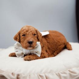 Grey collar boy - Red  male Goldendoodle puppy in Spokane, Washington from Beloved_doodles_WA