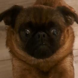 Radish - Brussels Griffon
