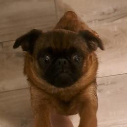 Radish - Brussels Griffon