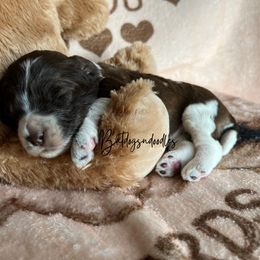 Cavapoo, Cockapoo, and French Bulldog Puppies from Batdogsndoodles