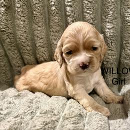 Willow - Buff female Cocker Spaniel puppy in Sumter, South Carolina from Cocker Eclipse In Home Kennel