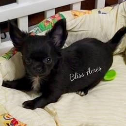 Luna - Black and white female Chihuahua puppy in Ponca City, Oklahoma from Bliss Acres Farm