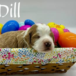 Bernedoodle, Goldendoodle, and Golden Mountain Doodle Puppies from Bailey Mountain Doodles