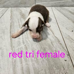 Ella f2 - Red tri-color female Australian Shepherd puppy in Arbela, Missouri from County Line Aussies