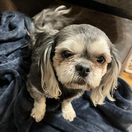 Izzy - Shih Tzu