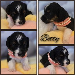 Betty - Black female Double Doodle puppy in Prescott Valley, Arizona from Ramirez Family Doodles