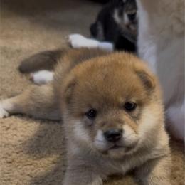 Suki (meaning, like or love) - Red male Shiba Inu puppy in Derby, Kansas from Heart’s Desire Shiba Inus