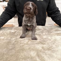 Girl 1 - Brown and gray female Wirehaired Pointing Griffon puppy in Shelley, Idaho from Western Gundogs