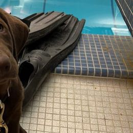 Labrador Retrievers from Clinton Etheridge