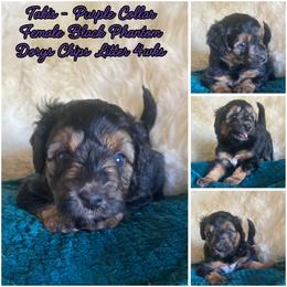Takis - female Australian Mountain Doodle puppy in Port Orchard, Washington from Yukon Harbor Doodles