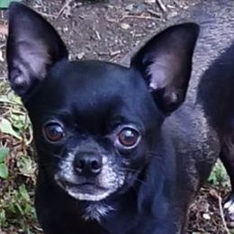 Artie - Chihuahua