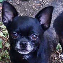 Artie - Chihuahua
