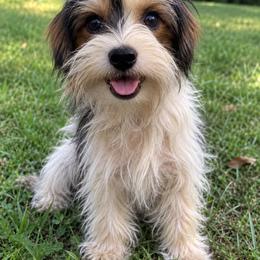 Cody - Yorkipoo