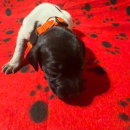Orange - Black roan male German Shorthaired Pointer puppy in Jackson, Georgia from Rosengrace Gsps (formerly Tiner GSP’s)